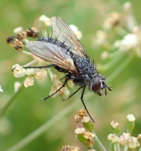 Réf. 325 183 : Eriothrix rufomaculata
